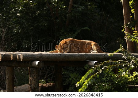 Lion on the wooden decks