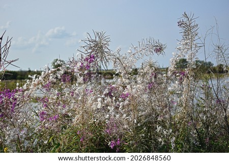 Whitish flowers of fireweed. Flowers fade.