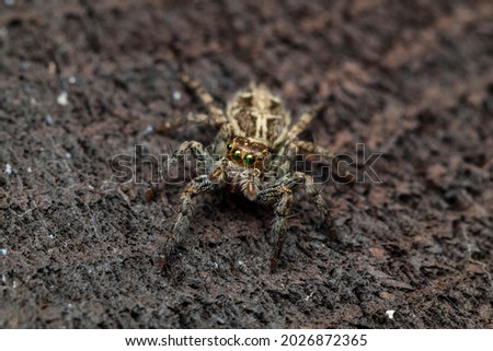 a beautiful macro-photo of a jumping spider in search for prey at the local nature reserve