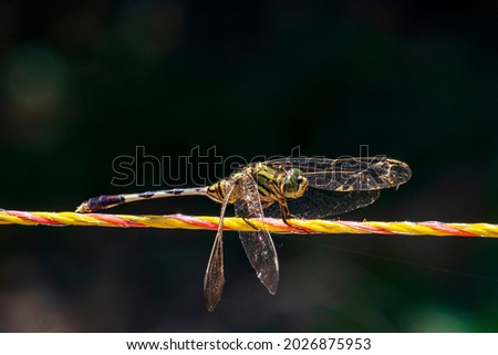 a beautiful close-up photo of a dragonfly resting in the shade at the local nature reserve