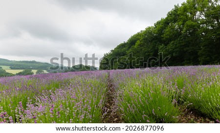 A field of purple blooming lavender in a field in Germany. It's a cloudy early summer day. There is a row of trees on the right.