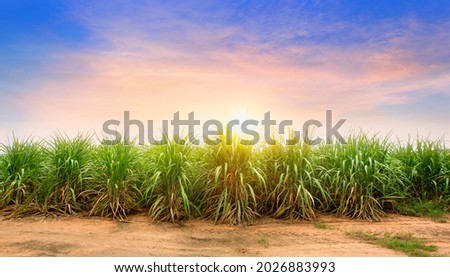 Sugarcane field at sunset. sugarcane is a grass of poaceae family. it taste sweet and good for health. Well known as tebu in malaysia Royalty-Free Stock Photo #2026883993