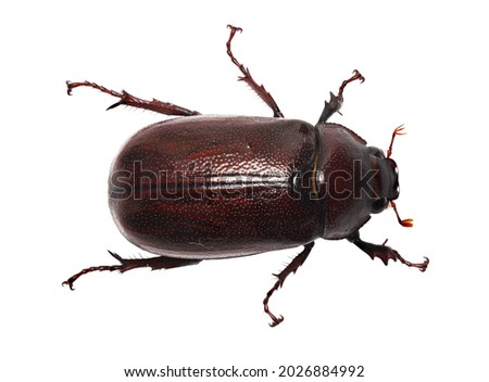 Aphodius sp (Coleoptera:Scarabaeidae). Dung beetle from West Papua, Indonesia. Top view with isolated white background Royalty-Free Stock Photo #2026884992