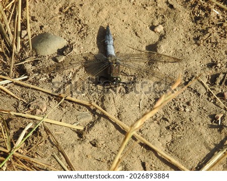 Big dragonflies sitting on the ground