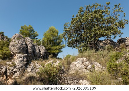 A close up in the mountain landscape of Moratalla in Spain. You can see rocks and trees. The landscape is green and the sky is blue with clouds. It is summer.