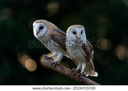 Two Barn owls (Tyto alba) sitting on a branch at sunset. Dark bokeh background. Noord Brabant in the Netherlands.                                    