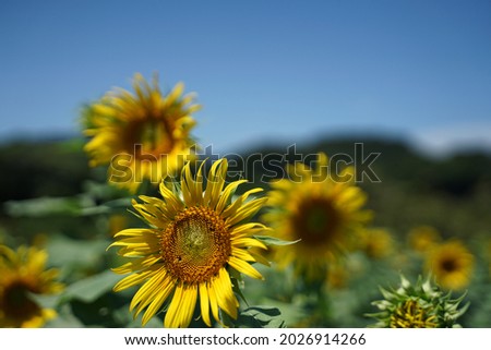 Blue sky and sunflower field