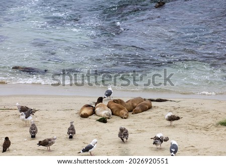 A group of sea lions resting on the sand at the seashore.