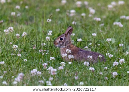 small brown wild bunny rabbit in the wild clover