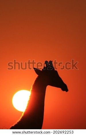 Giraffe - African Wildlife Background - Silhouette and Sunset Gold from Magnificent Nature