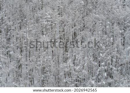 Elevated view of snowy mountain forest
