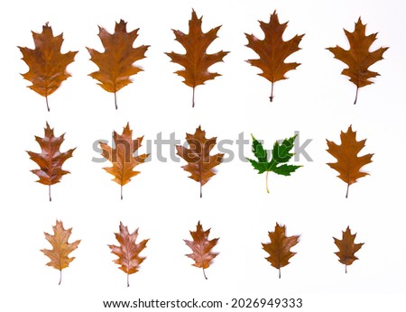 One green maple leaf in rows of brown autumn oak leaves lined in rows from large to small and isolated on a white background. To be different. Сoncept of differences and fall.
