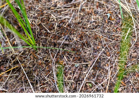 forest anthill made of tree twigs with ants close up. the world of insects in nature