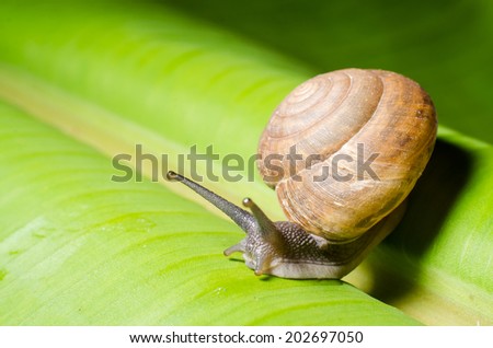 snail on banana palm green leaf.      Save to a Lightbox ?             Find Similar Images     Share ?  snail on banana palm green leaf. 