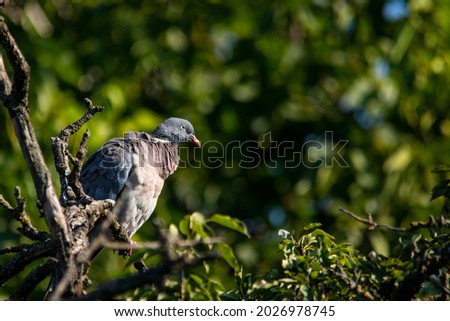 European wild pigeon, turtle dove, wood pigeon. Close-up photo of a wild pigeon sitting on top of an old pear. Close-up of a wild bird with copy space.