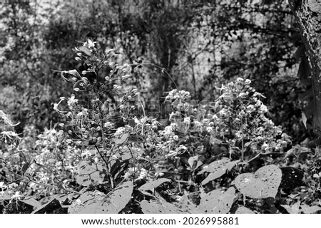 Black and white flowers and plants against natural background.