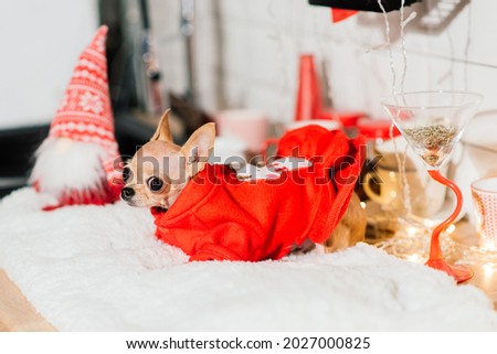 Chihuahua in the New Year's interior. A small dog lies on tabletop. Christmas decorations.
