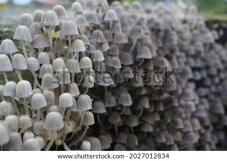 Fascinating magic mushrooms forest big set on old log. Fungi little green kingdom healing the world. Plant mystical intelligent wood communication. Violet and white fungus alien network planet earth
