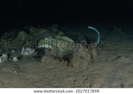 Blue-spotted stingray On the seabed  in the Red Sea
