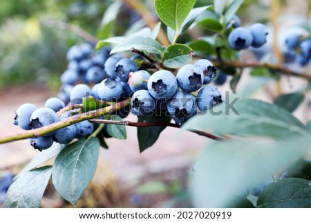 Blueberries ripening on the bush. Shrub of blueberries. Growing berries in the garden. Close-up of blueberry bush, Vaccinium corymbosum. Northern highbush blueberry. Gardening berry antioxidants. Royalty-Free Stock Photo #2027020919