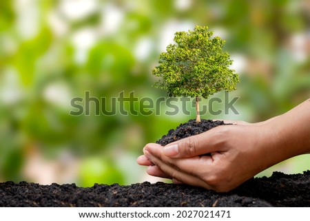 Farmer's hands planted saplings on the ground and the green background blur with afforestation and social afforestation concepts. Royalty-Free Stock Photo #2027021471