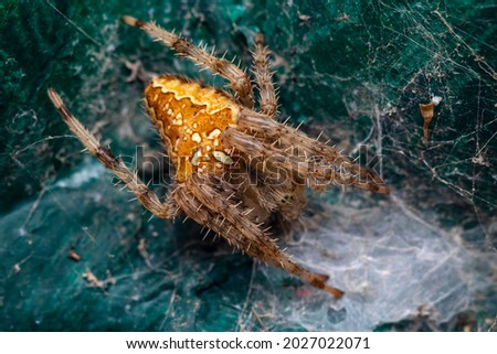 a macro-photo of a female spider resting on her cobwebs at the local nature reserve
