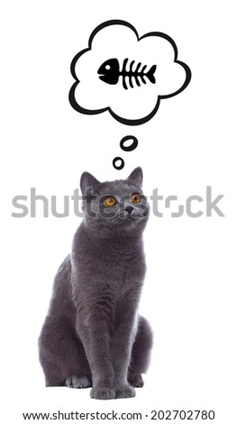 hungry cat thinking of fish isolated on white