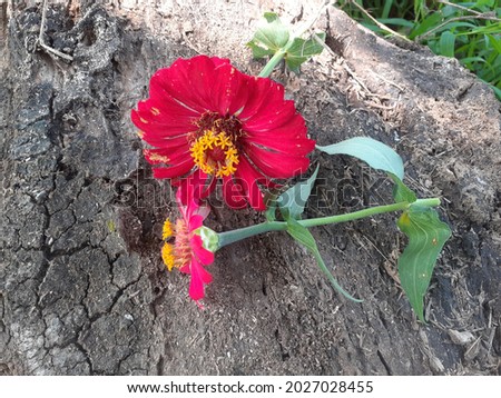 RED FLOWERS JPEG IMAGE,BEAUTIFULL CLASSIC LOOK LIKE 