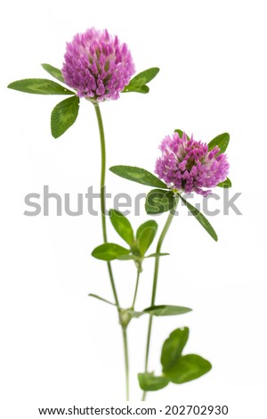 healing plants: Red clover (Trifolium pratense) standing in front of white background