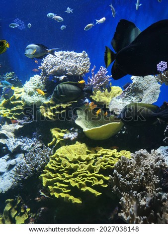Aquarium fish turtle big turtle ocean sea colorful strafish