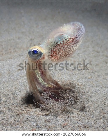 A gorgeous little cute octopus with blue eyes stirred the sand on the seabed with its tentacles