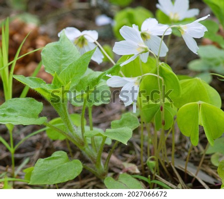Shamrock (Oxalis acetosella). Plant of of Europe and Asia shady dark coniferous forests. Trifoliate leaves and flowers fold at night. Medicinal plant: anti-inflammatory, digestive. Nectariferous