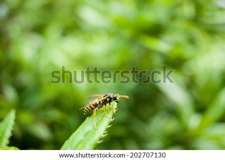 Sigle wasp sitting on a leaf with natural background