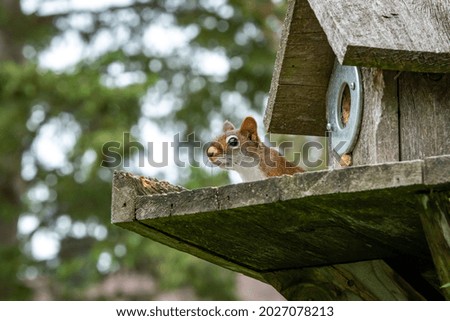 Red squirrel lives in bird house.