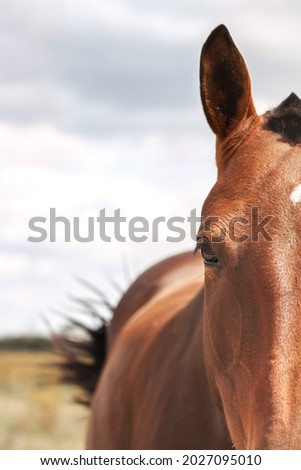 horse portrait. horse in the field, free horse. Farm animals. beautiful horses Royalty-Free Stock Photo #2027095010
