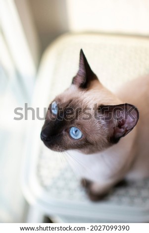 Beautiful siamese cat in a room. Blurred background