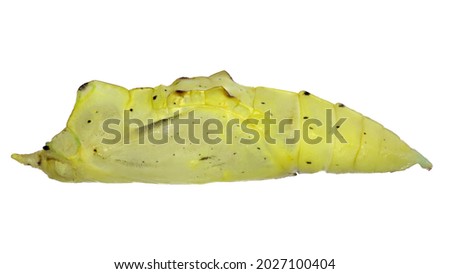 High resolution macro photo of the cocoon of the common cabbage white butterfly (Pieris rapae) isolated on a white background