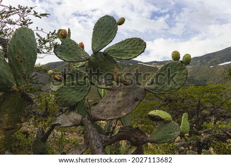 Nopal plantations (Cactaceae - Opuntia oricola Philbrick) with its fruit (prickly pear) in the afternoon.