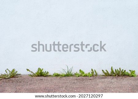 Urban weeds background for text. Weeds, asphalt and concrete wall. Weed wallpaper. Against all odds. Diligence.