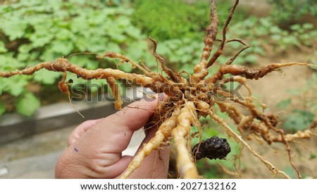 Brinjal Root affected by nematodes,  Galls formation in brinjal root Royalty-Free Stock Photo #2027132162