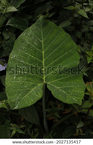 Leaf detail of lush wild plantlife on the Big Island of Hawaii.