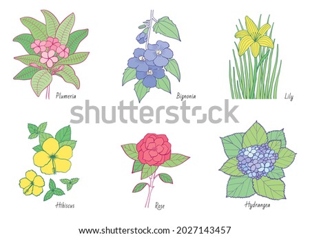 6 botanical-style illustrated flowers: Plumeria, Bignonia, Lily, Hibiscus, Rose, and Hydrangea. EPS Vector.
