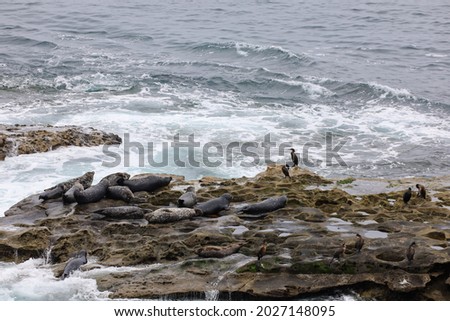 Harbor seals on top of the rock known as the seal rock in La Jolla Cove in California.