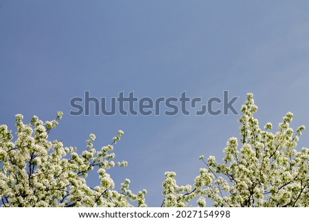 branches of a blossoming apple tree against the blue sky. background with blank space for text