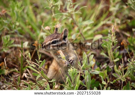 A young chipmunk smells and eats small flowers