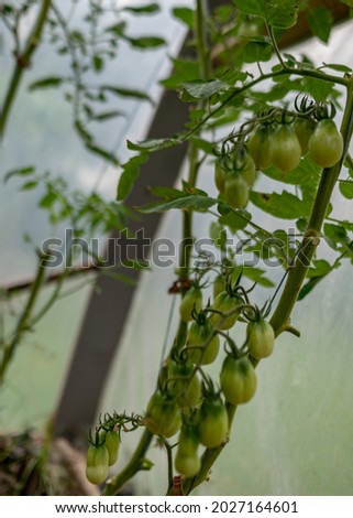picture with tomatoes of different shapes and sizes, film greenhouse, gardening as a hobby, autumn harvest time