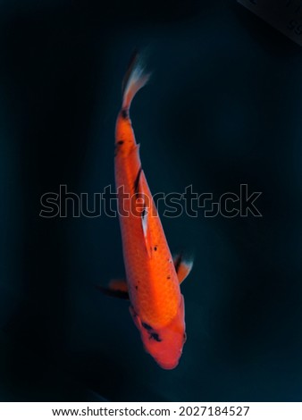 Koi Fish in the Dominant Red Isolated in White Background. Elegant Koi Photo of Hi Utsuri Koi Variety. Koi Fish Photographed From Above On A Black Background.