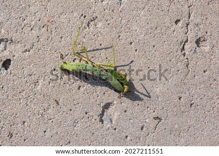 Dead green praying mantis lies on concrete