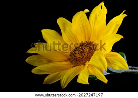 A ripe sunflower with yellow petals and a dark middle on a black background.