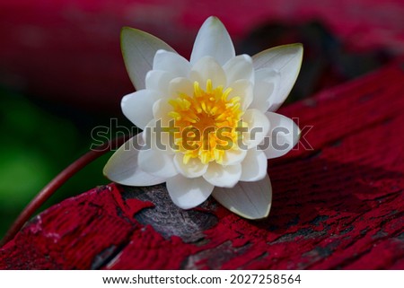 A water lily flower on a background of red painted wood. Asian white flower close-up. Beautiful stock image of a blooming waterlily
